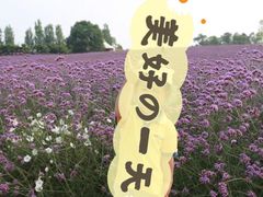 -紫颐香薰山谷景区