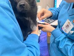 -佑安动物医院·全科·内窥镜中心(幸福巷店)