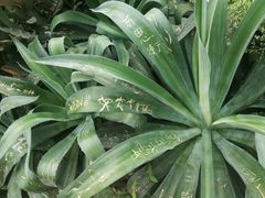 -石家庄市植物园