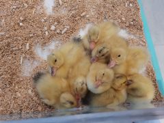 -怪兽屋·羊驼·猫咖·狗咖(俊华广场店)