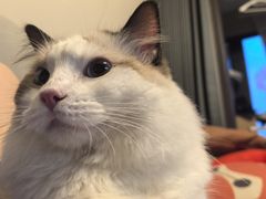 -猫大福·Fortune Cat猫舍(百子湾店)
