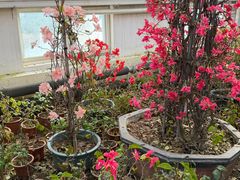 -南宫五洲植物乐园