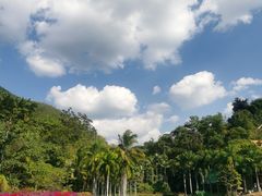 -西双版纳原始森林公园