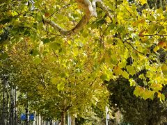 -三里屯东五街银杏大道