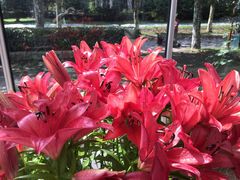 -上海鲜花港