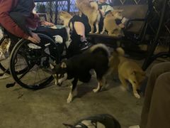 -柴犬高等学院·狗咖·柴犬售卖·宠物训练