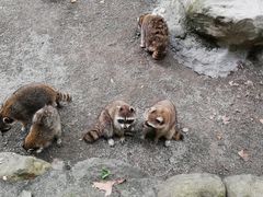 -上海野生动物园