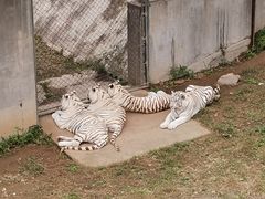 -石家庄市动物园