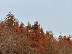 -小芝红树林