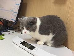 -瑞派康怡24h宠物医院·犬猫医疗中心·微创绝育(瑞景分院)