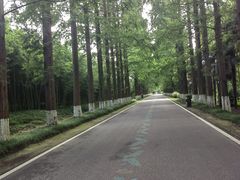 -黄海国家森林公园