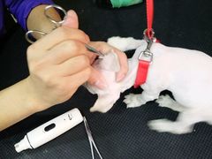 -酷狗靓猫宠物·洗护·美容·寄养(航北路店)