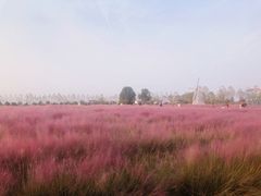 -金卉庄园