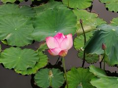 -泰州凤城河风景区-泰山公园