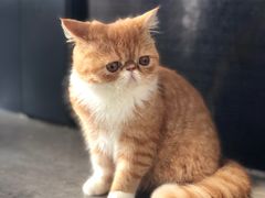 -瞄一喵猫咖(格力海岸店)
