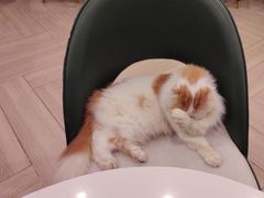 -安格丽娜·狗咖·猫咖羊驼咖(春熙路百盛商场店)