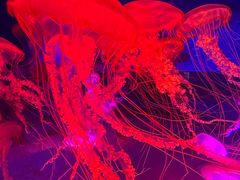 -上海海昌海洋公园