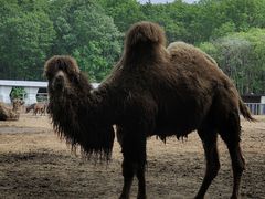 -哈尔滨北方森林动物园