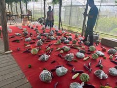 -前小桔亲子创意农场·草莓采摘·露营烧烤