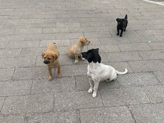 -大岭沟猕猴桃谷风景区