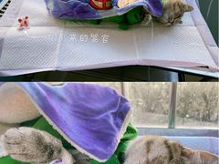 -瑞派福兴宠物医院犬猫全科·骨科·中西医结合(河东店)