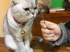 -李小姐の猫咖啡馆(五角场店)