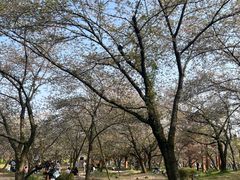 -东湖磨山景区樱花园-停车场