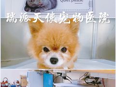 -瑞派天使宠物医院·神经外科·骨科·核磁(洛川中路店)