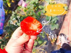 -小鱼草莓采摘园农家乐·小鱼餐厅