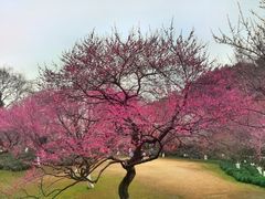 -杭州植物园