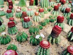 -深圳仙湖植物园