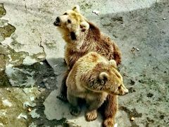 -哈尔滨北方森林动物园