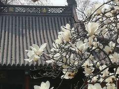 -灵谷景区