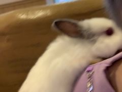 -猫猫幼稚园·撸猫·桌游·电玩