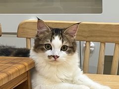 -楼上猫咖(罗湖店)