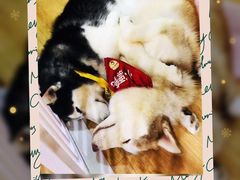 -Husky Go! 哈士奇体验馆·宠物咖啡厅狗咖