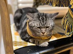 -平行世界·猫咖(首经贸店)