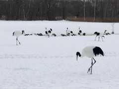 -钏路市丹顶鹤自然公园