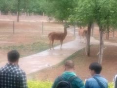 -石家庄市动物园