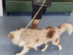 -顺强宠物诊所·狂犬免疫·夜诊·骨科(嘉定店)