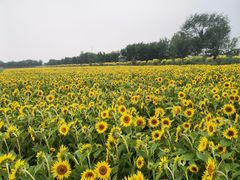 -西青郊野公园