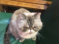 -猫色咖啡·猫咖