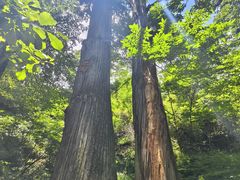 -天目山大树王景区
