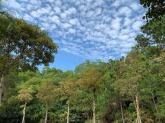 -广东惠东海龟国家级自然保护区