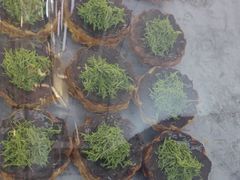 -祥禾饽饽铺·中式糕点(北京来福士店)