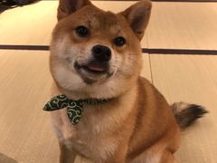 -逗柴咖啡屋·狗咖猫咖宠物桌游
