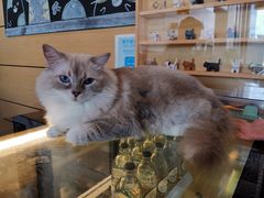 -瞄一喵猫咖(格力海岸店)