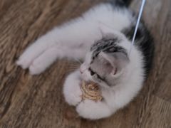-欣宠猫屋·矮脚拿破仑·蓝金金渐层
