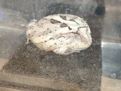 -酷以爬仙阁实体爬宠店·守宫·蜥蜴·专业繁育