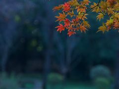 -四明山国家森林公园